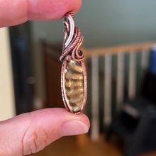 Load and play video in Gallery viewer, Pleuroceras Fossil Cut piece.
